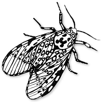 leopard moth illustration