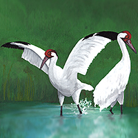whooping cranes, acrylic painting